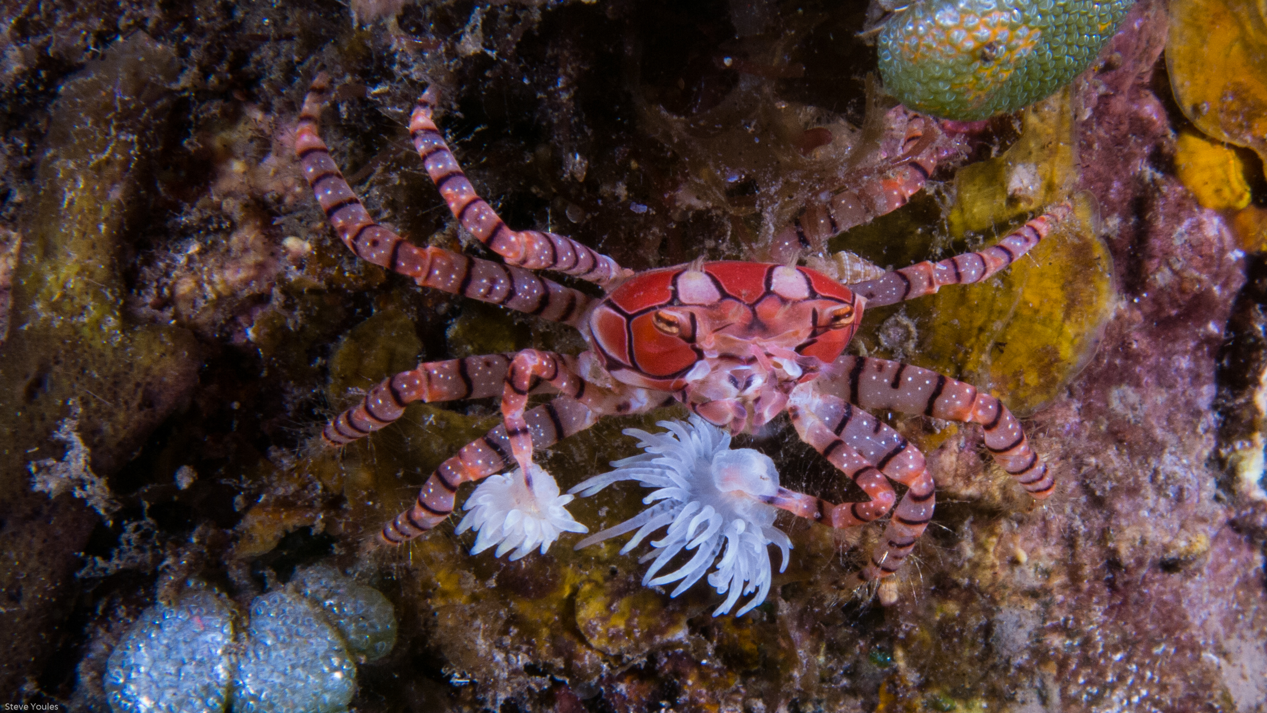 Mosaic Boxer Crab